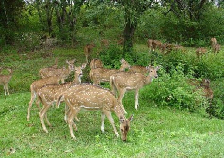 Dachigam national park Trip Packages