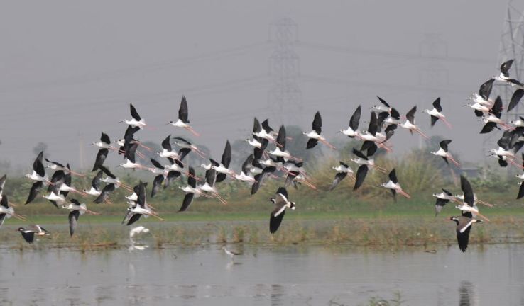 Sultanpur National Park Trip Packages