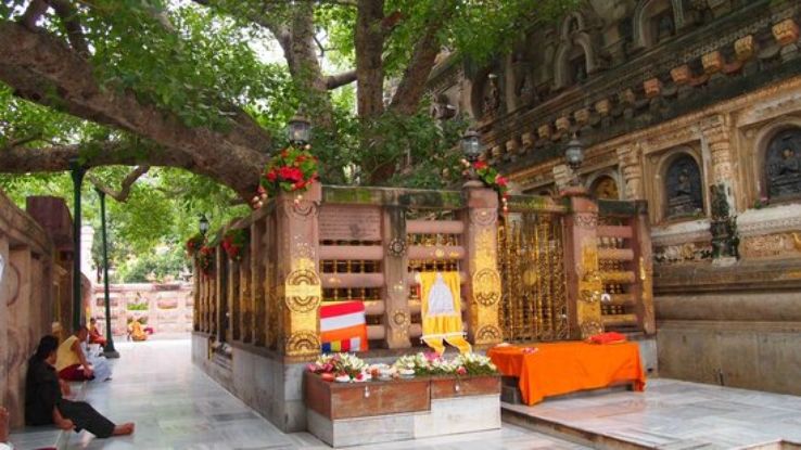 Bodhi Tree Trip Packages