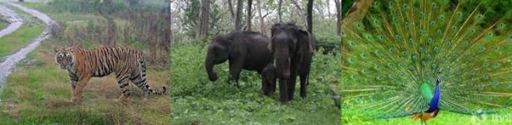 Pleasurable 3 Days Bandipur to bangalore-bandipur national park Vacation Package