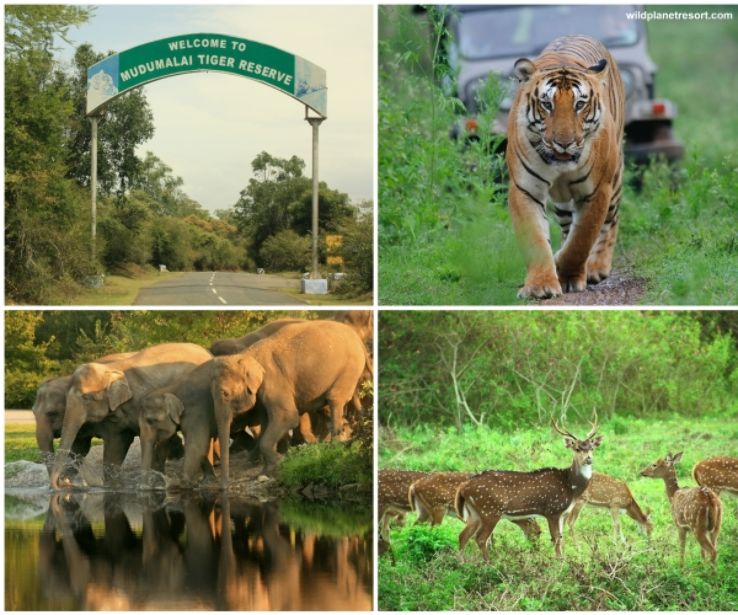 Best 3 Days Bangalore to Bandipur Tour Package