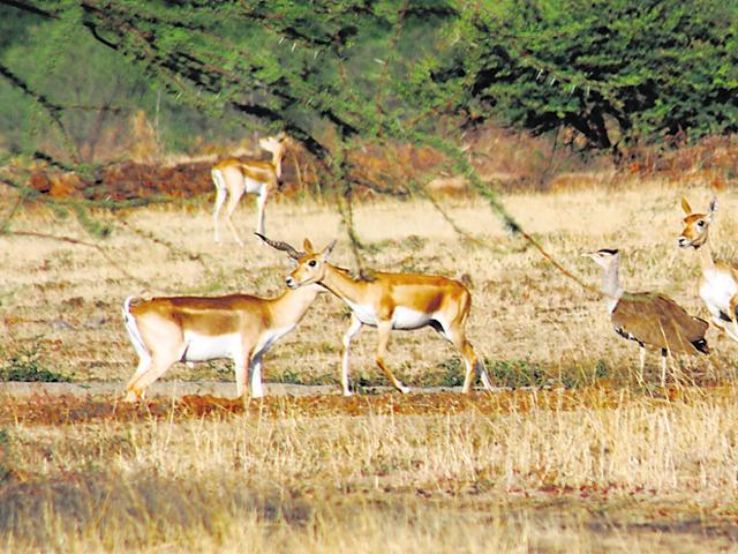 Great Indian Bustard Sanctuary Trip Packages