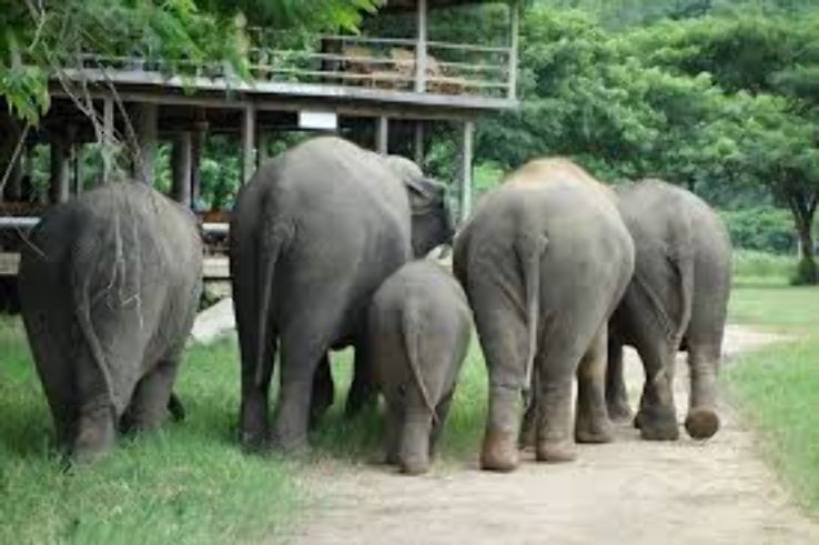 Elephant Nature Park Trip Packages