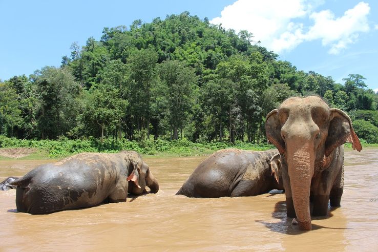Elephant Nature Park Trip Packages
