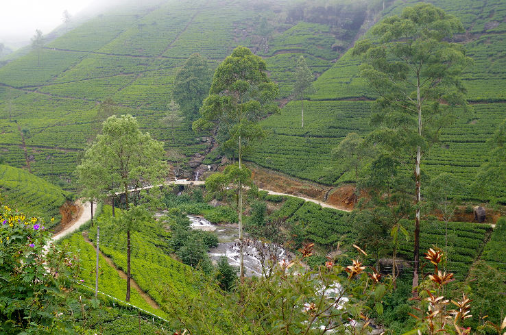 Pedro Tea Estate Trip Packages