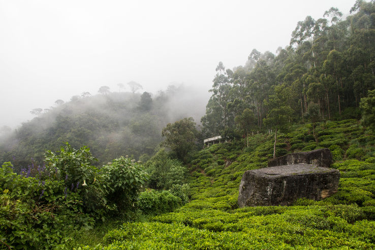 Pedro Tea Estate Trip Packages