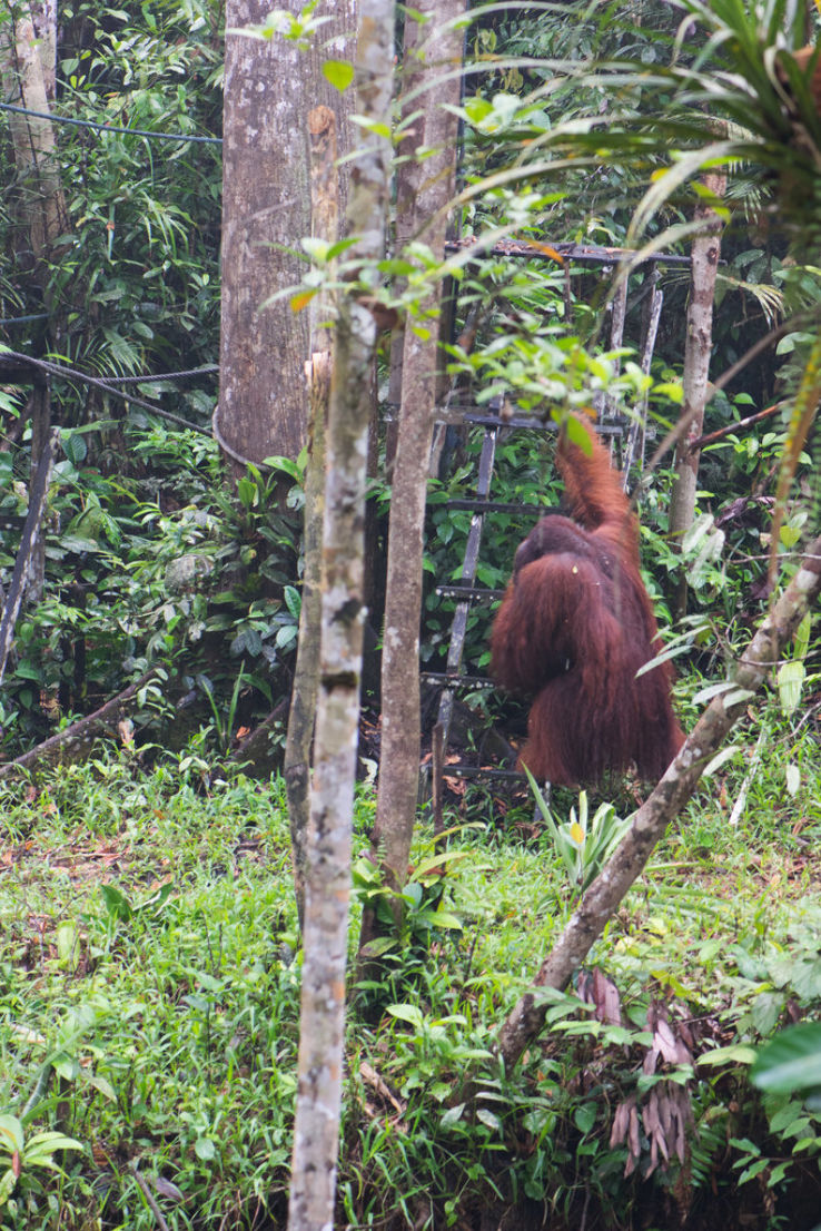 Semenggoh Nature Reserve Trip Packages