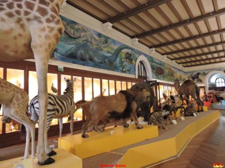 Museum d histoire naturelle de Trip Packages