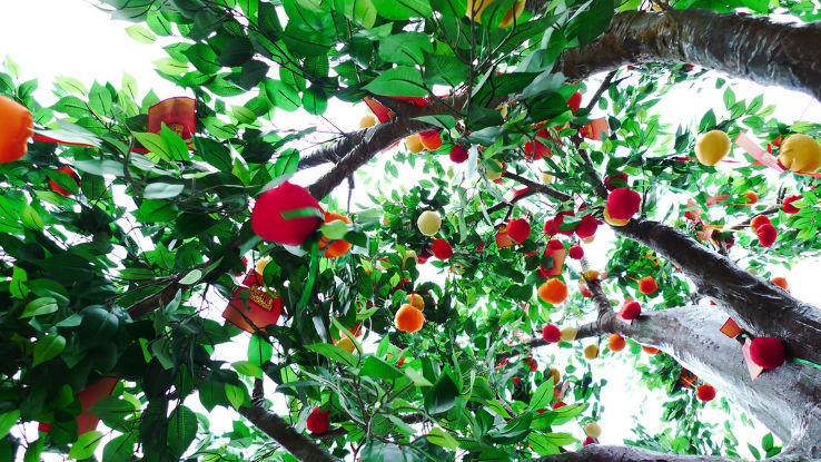 Lam Tsuen Wishing Trees Trip Packages