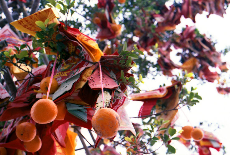 Lam Tsuen Wishing Trees Trip Packages