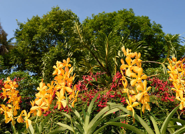 National Orchid Garden Trip Packages