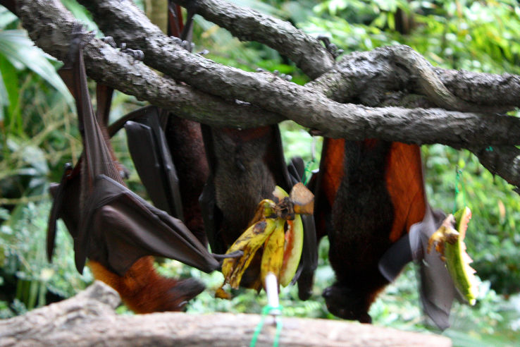 Singapore Tour Package for 3 Days