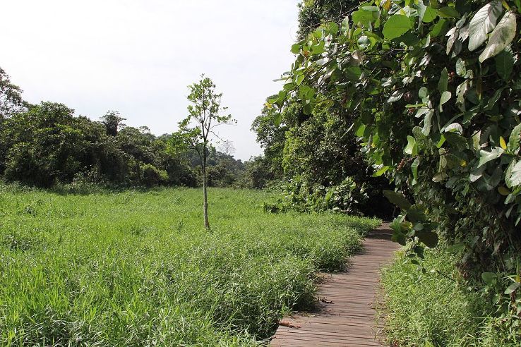 MacRitchie Nature Trail Trip Packages