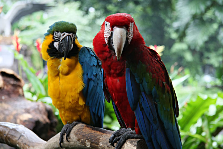 Jurong Bird Park Trip Packages