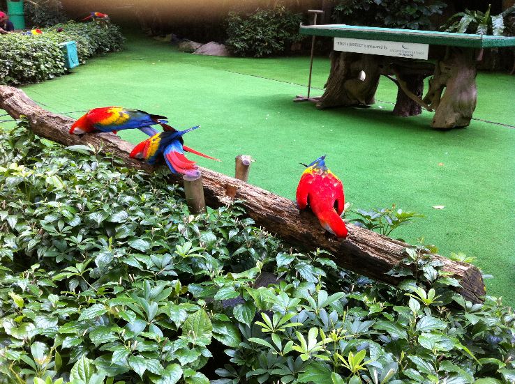 Jurong Bird Park Trip Packages