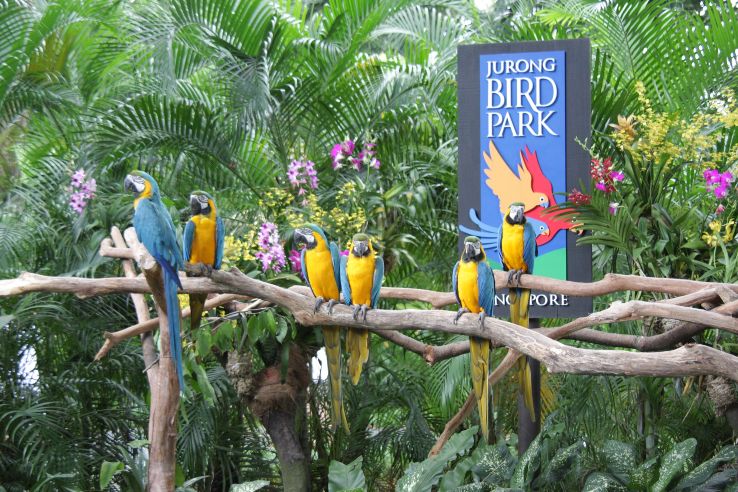 Jurong Bird Park Trip Packages