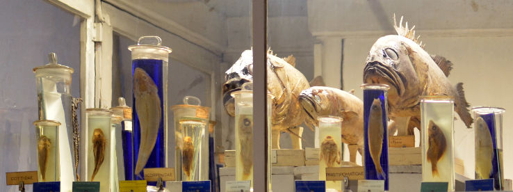Museum of Natural History of Lille Trip Packages
