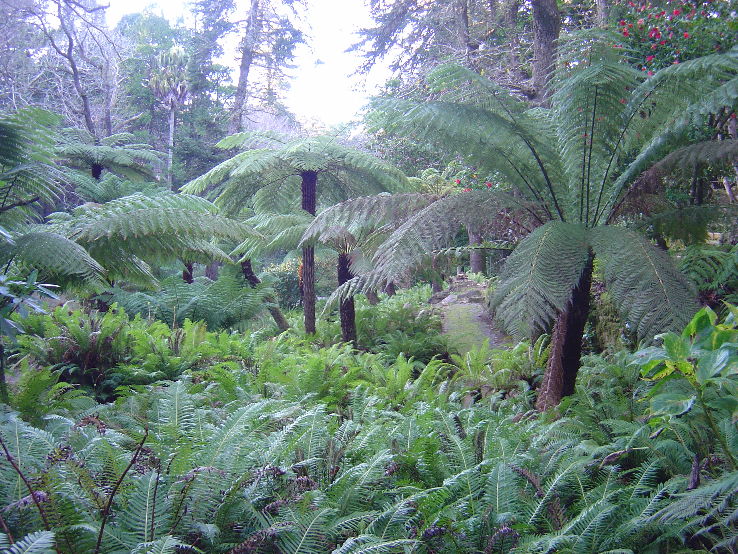 fern garden Trip Packages