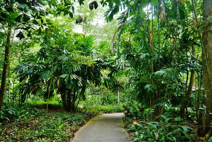 Bukit Timah Nature Reserve Trip Packages