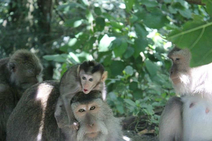Monkey Forest Trip Packages