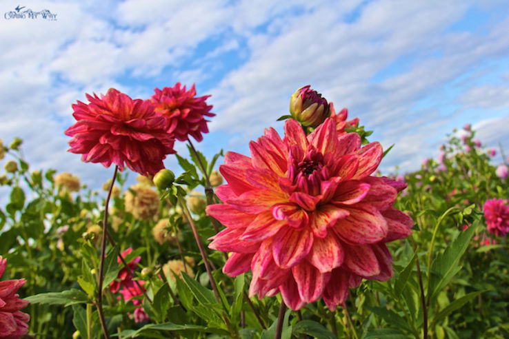 Ferncliff Gardens Trip Packages