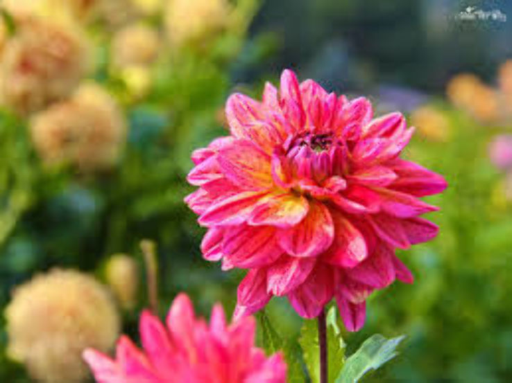 Ferncliff Gardens Trip Packages