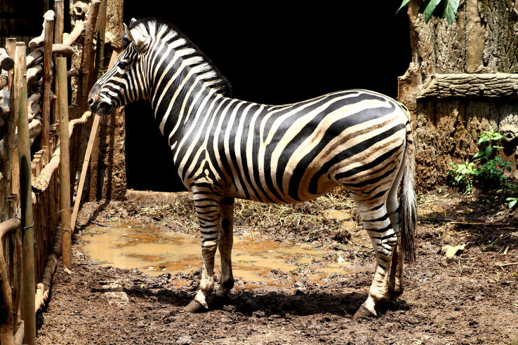 Bandung Zoo Trip Packages Bandung Zoo Trip Packages