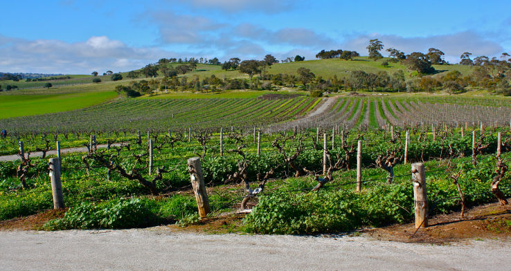 Barossa Valley Trip Packages