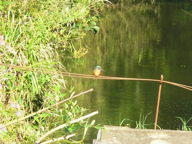 Fairburn Ings Nature Reserve Trip Packages