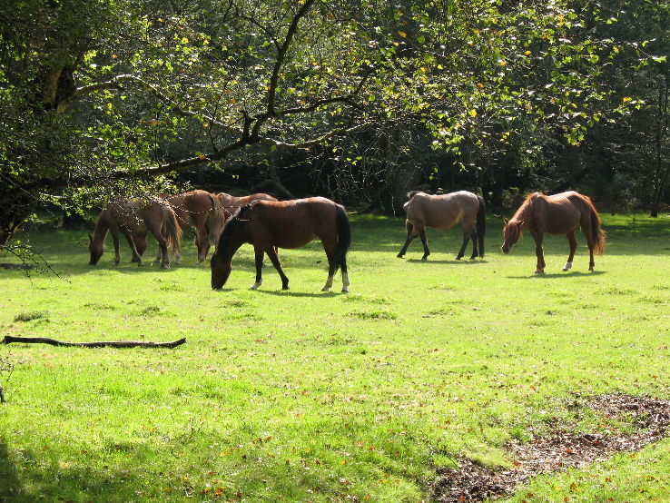 New Forest  Trip Packages