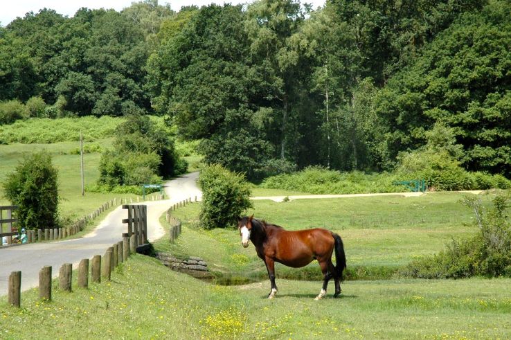 New Forest  Trip Packages