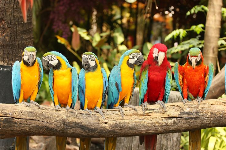 Parrot Mountain & Gardens Trip Packages