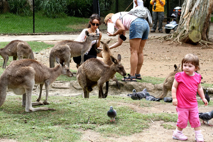 Currumbin Wildlife Sanctuary Trip Packages