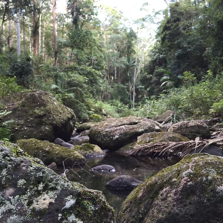 Springbrook National Park Trip Packages