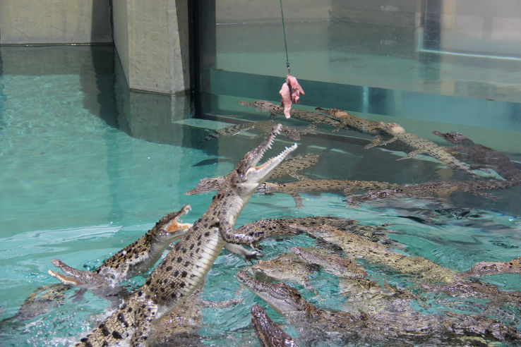 Crocosaurus Cove Trip Packages