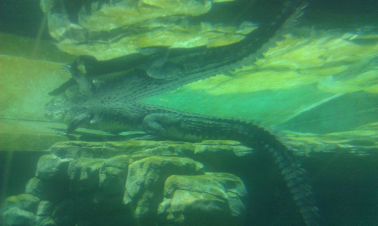 Crocosaurus Cove Trip Packages