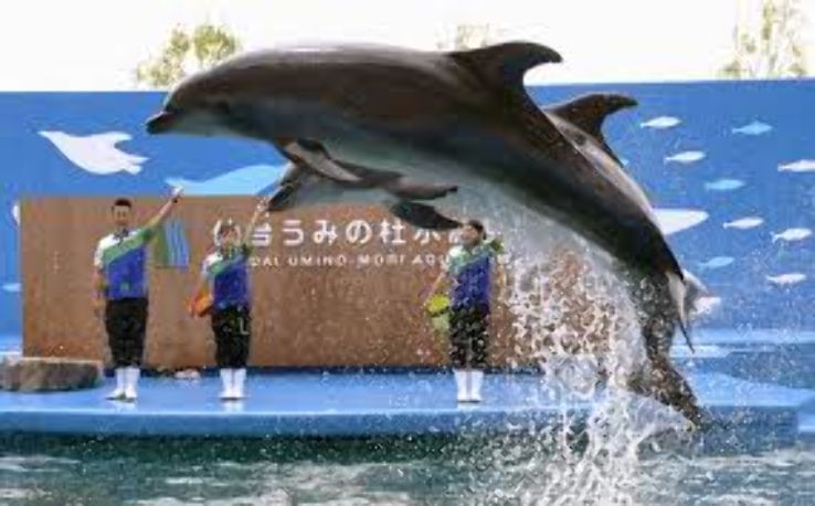 Dolphin Village Trip Packages