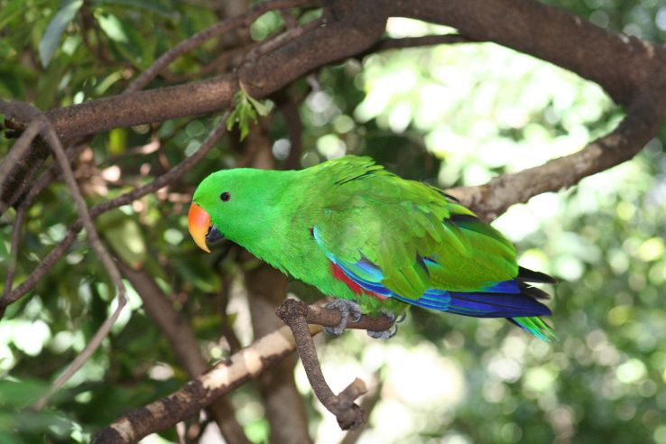 Adelaide Zoo Trip Packages