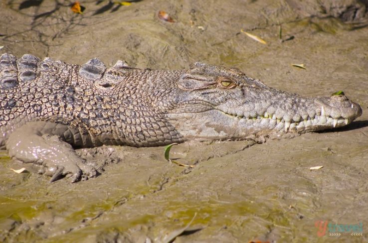 Whitsunday Crocodile Safari Trip Packages