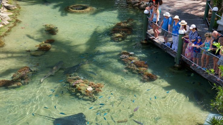 Daydream Island Living Reef Trip Packages