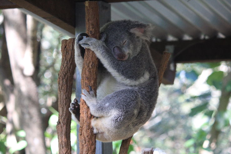 Lone Pine Koala Sanctuary Trip Packages