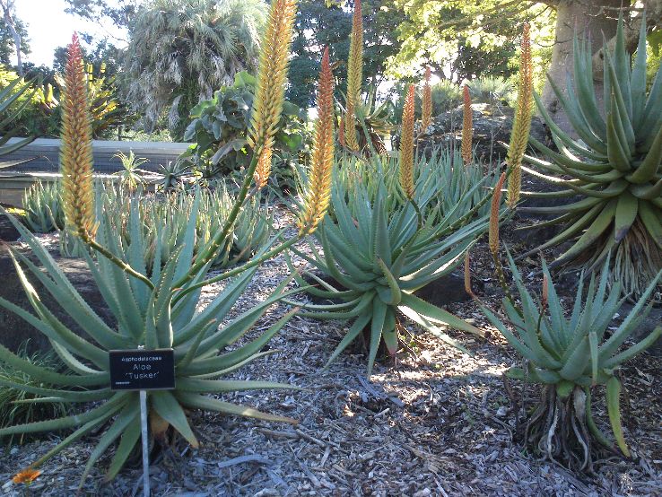 Mount Coot-tha Botanic Gardens Trip Packages