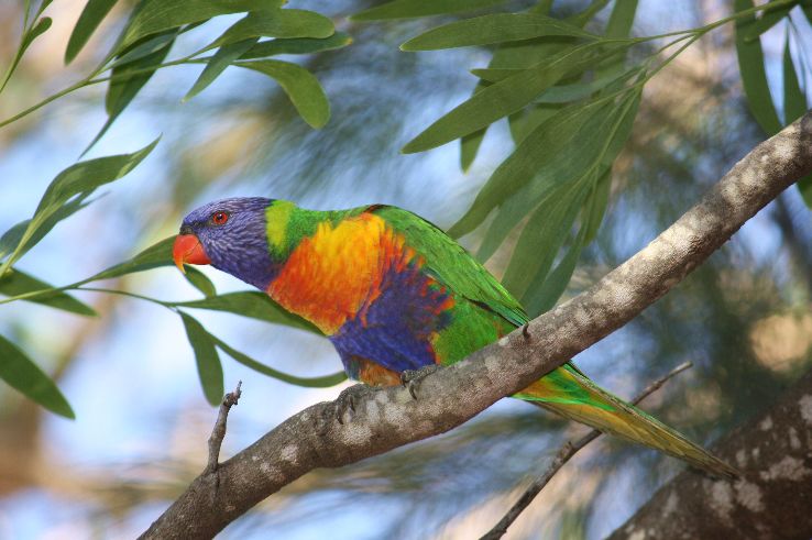 Mount Coot-tha Botanic Gardens Trip Packages