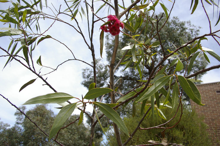 Australian National Botanic Gardens Trip Packages