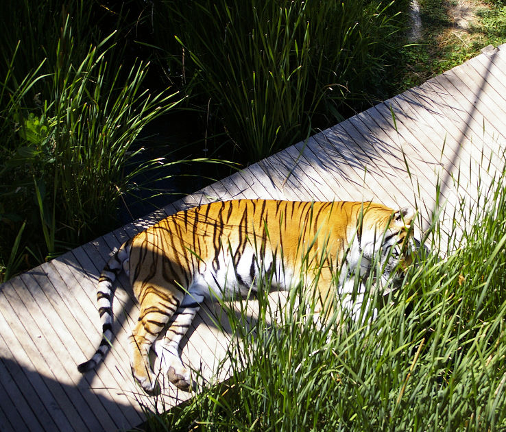 National Zoo and Aquarium in canberra Australia reviews, best time to visit, photos of