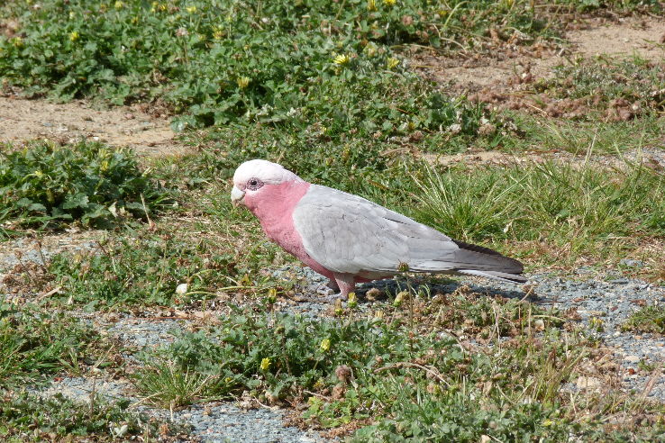 Black Mountain Nature Park Trip Packages