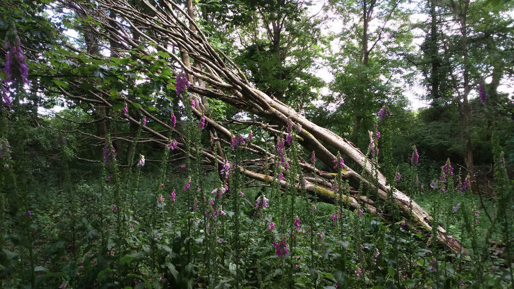 Kinnoull Hill  Trip Packages