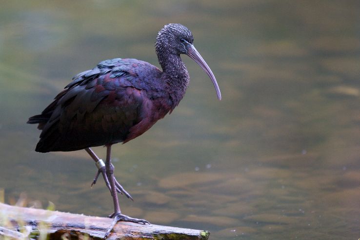 Healesville Sanctuary Trip Packages