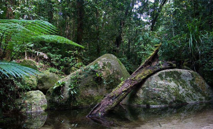 Daintree National Park  Trip Packages