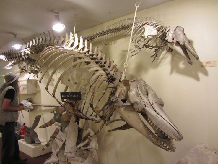 Booth Museum of Natural History Trip Packages